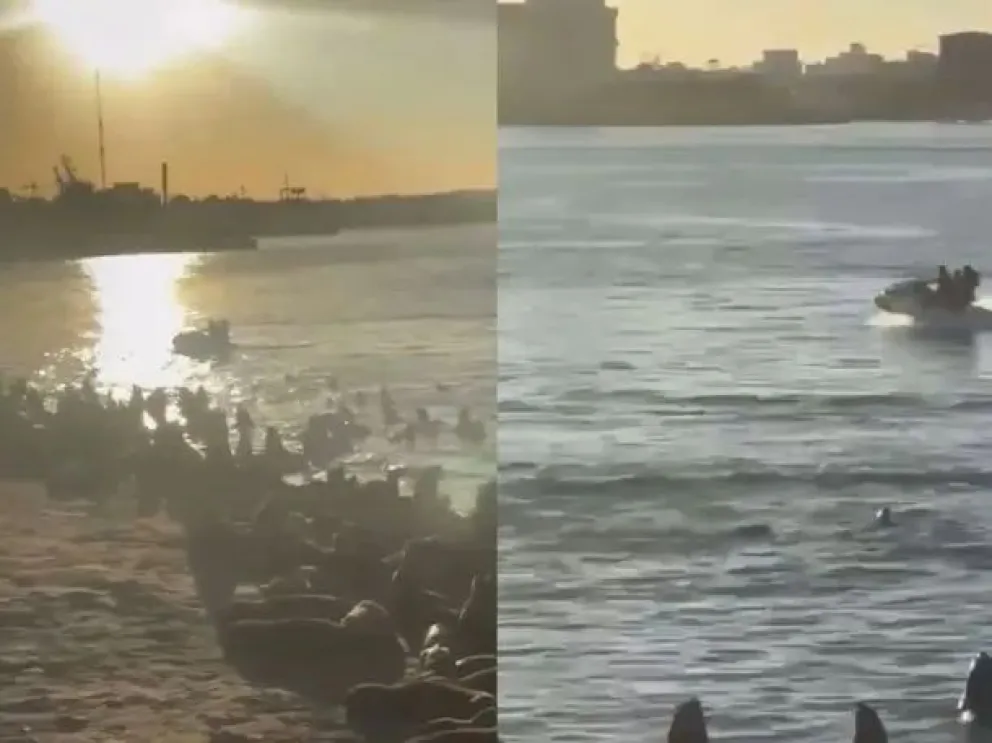 Un hombre deberá pagar una multa millonaria por maniobras peligrosas con una moto de agua cerca de lobos marinos