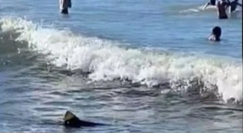 Pánico entre bañistas en Mar del Plata por la presencia de un tiburón