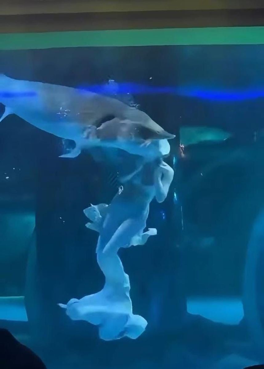 Un pez gigante atacó a una artista en un acuario de China