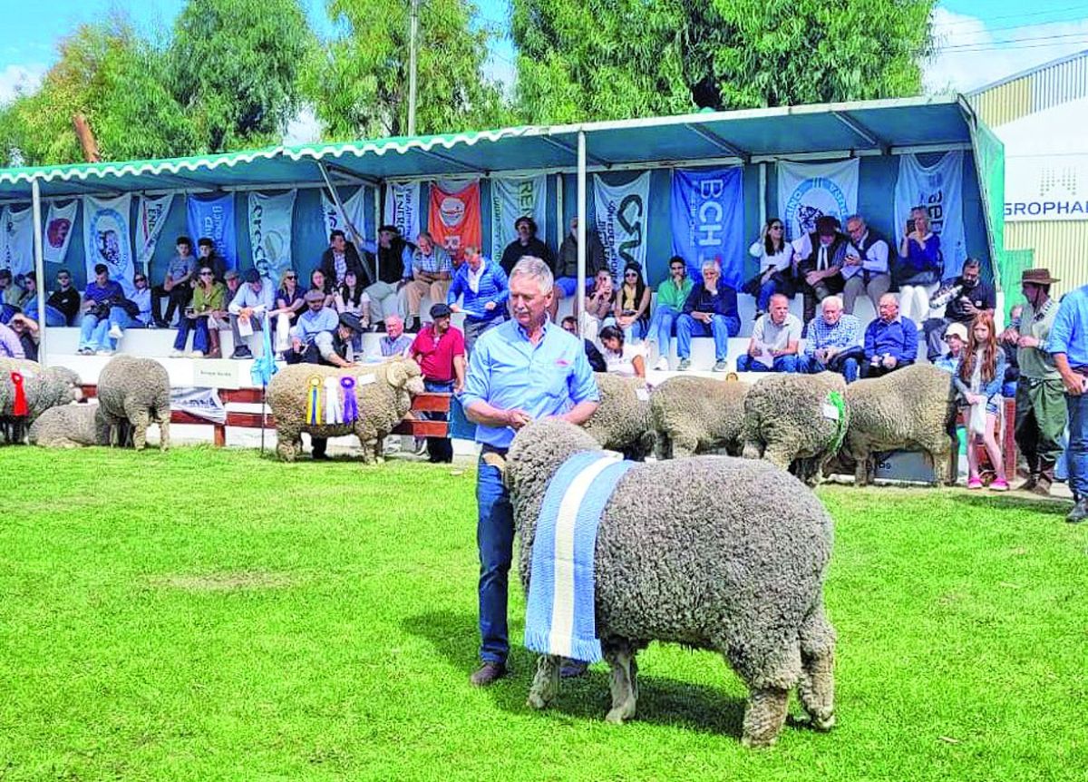Expo Rural: El carnero campeón supremo se vendió por 10 millones de pesos