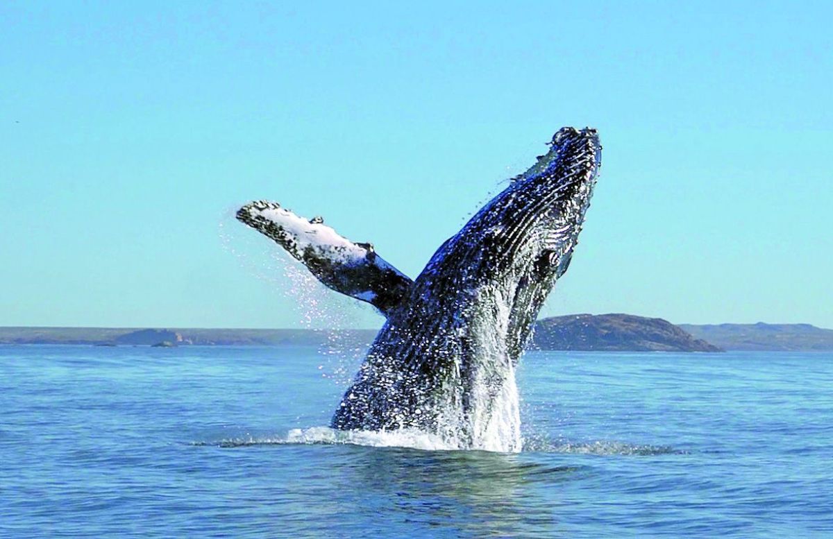 Un espectáculo natural que pocos conocen: Ballenas jorobadas en Chubut