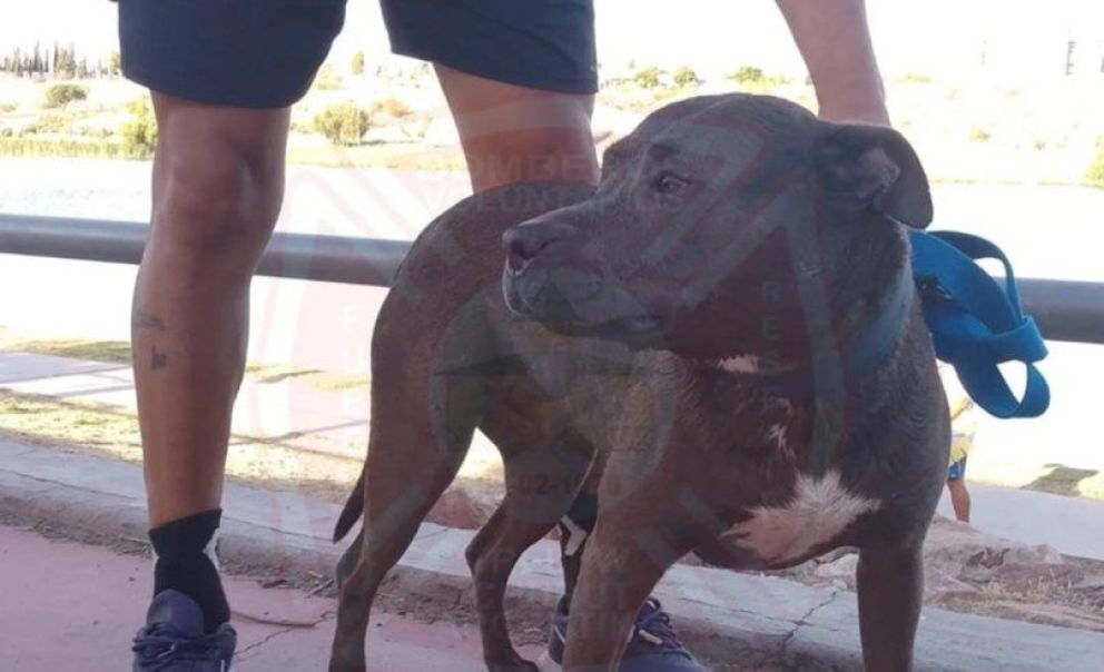Bomberos rescataron a un perro que cayó a la Laguna Chiquichano en Trelew