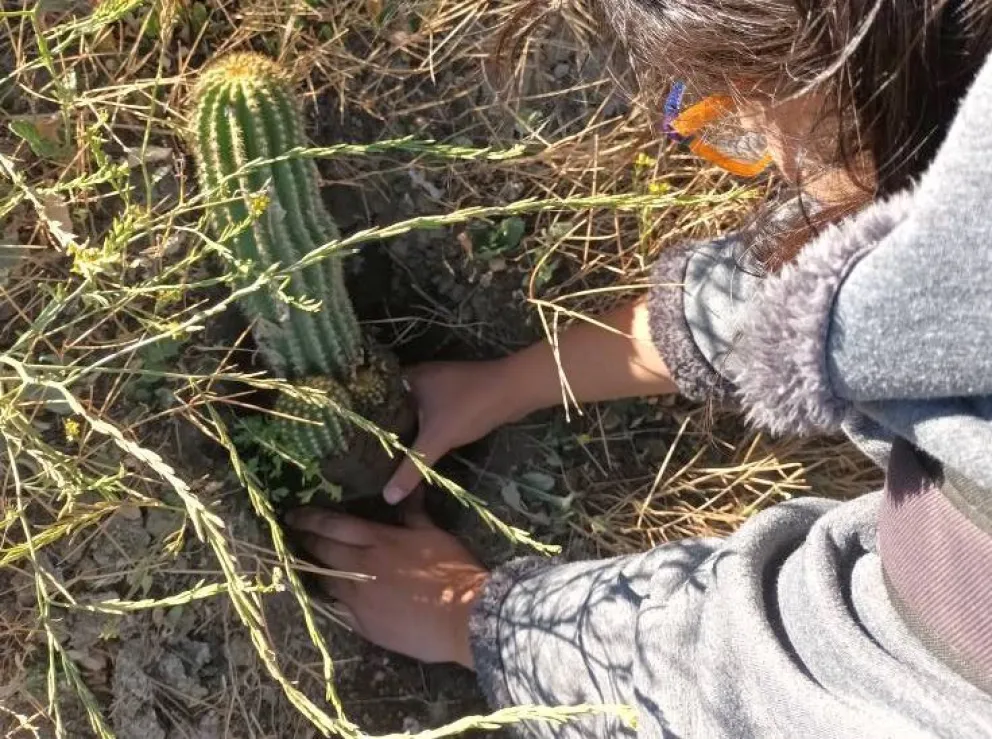 “Menos cemento, más verde y vida”: una iniciativa para embellecer los espacios de Comodoro