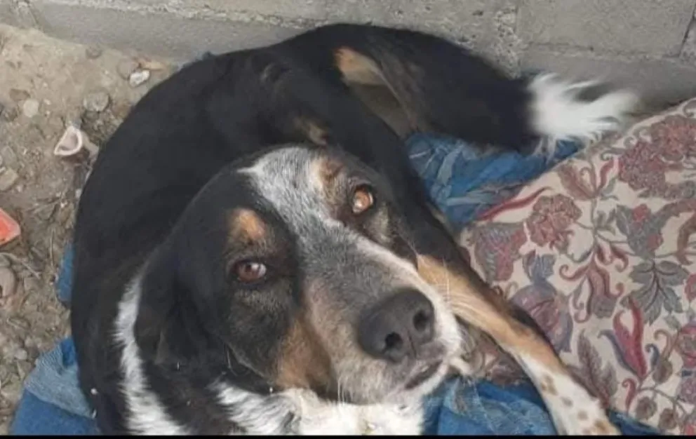 Denunció a su vecino por la muerte de su perro y sostiene que el sujeto asesinó a más de 30 animales