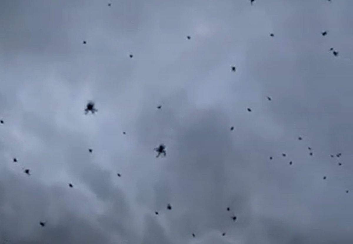 Una familia en Catamarca presenció un inusual fenómeno de "lluvia de arañas"