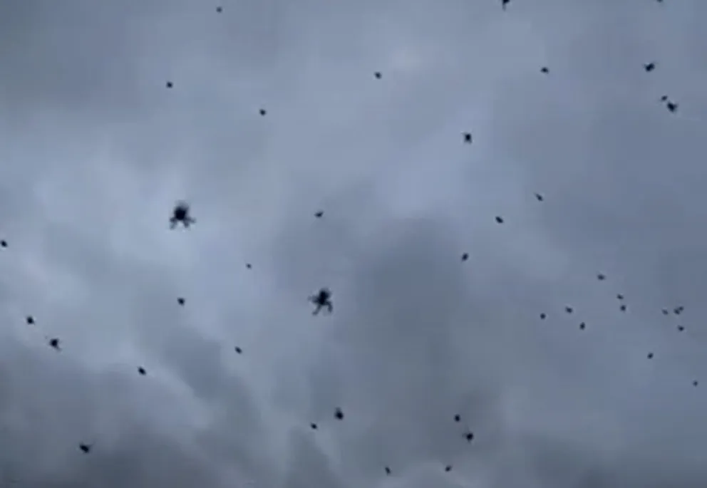 Una familia en Catamarca presenció un inusual fenómeno de "lluvia de arañas"