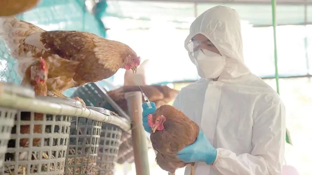 Descubren nueva cepa de la gripe aviar que ya generó una muerte: ¿puede llegar otra pandemia?