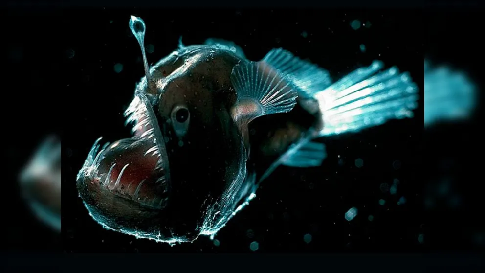 Avistamiento sorprendente: un pez diablo negro apareció en las aguas de Tenerife