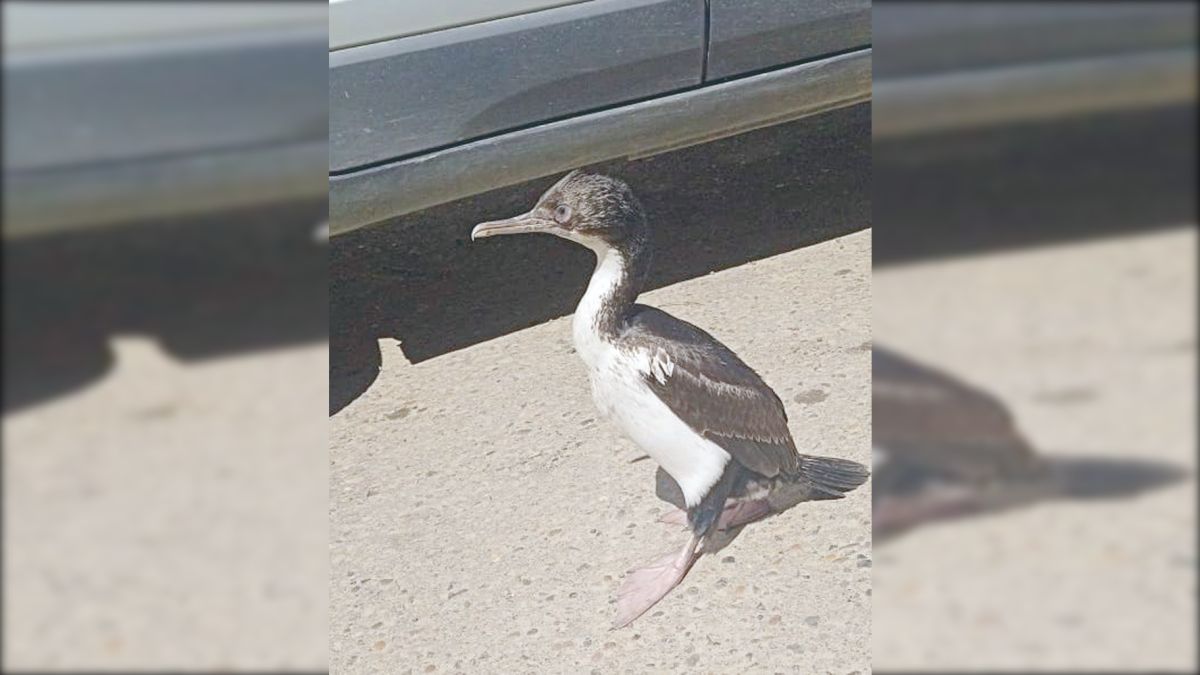 Un cormorán “de paseo” por el Isidro Quiroga