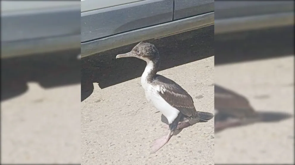 Un cormorán “de paseo” por el Isidro Quiroga