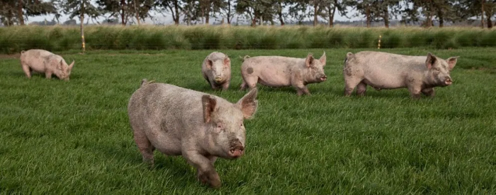 Rawson: brindan medidas preventivas sobre triquinosis