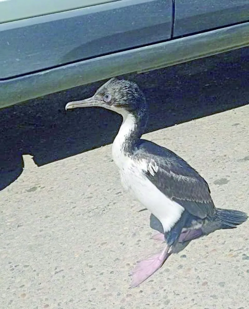 Un cormorán “de paseo” por el Isidro Quiroga