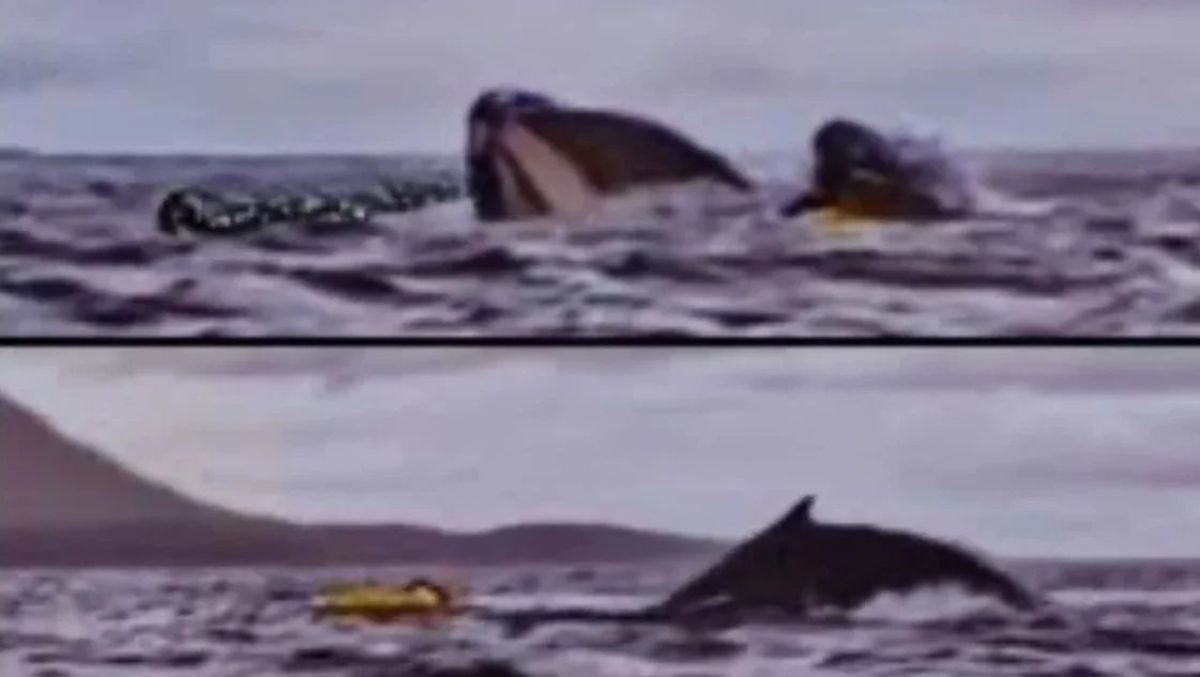 Un joven fue tragado por una ballena