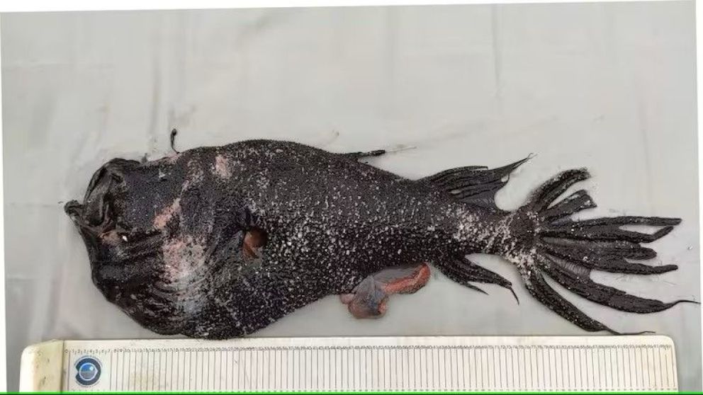 Revelan el verdadero tamaño del pez diablo que fue viral y sorprendió a todos