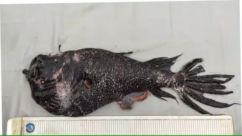 Revelan el verdadero tamaño del pez diablo que fue viral y sorprendió a todos