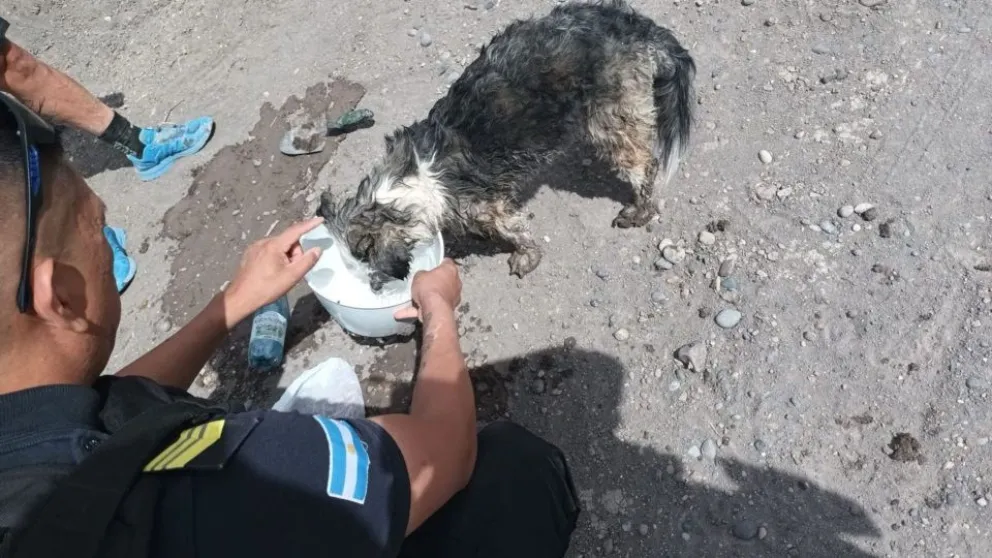 Indignante: encontraron a un perro enterrado vivo