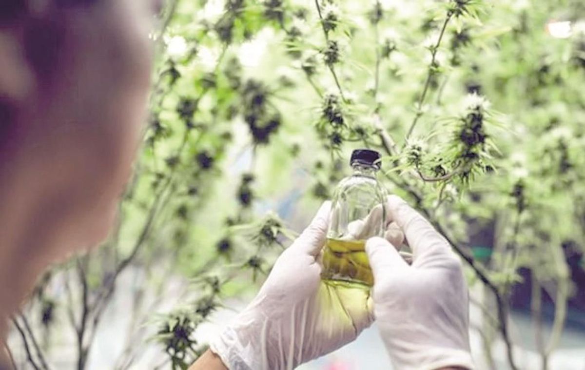 Cannabis medicinal: la medida de Nación de dar de baja los permisos de cultivo no afectará a Chubut