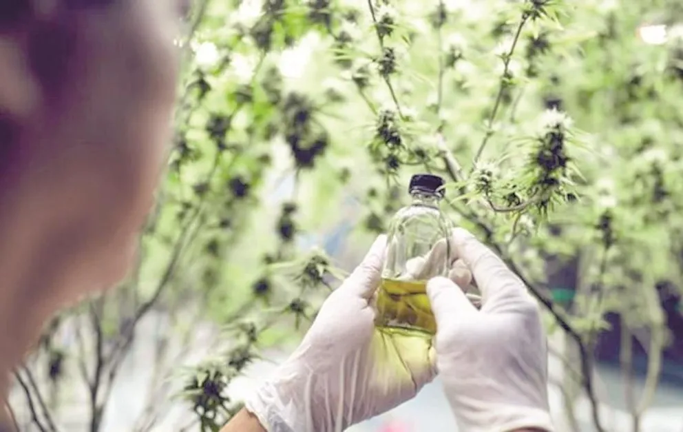 Cannabis medicinal: la medida de Nación de dar de baja los permisos de cultivo no afectará a Chubut