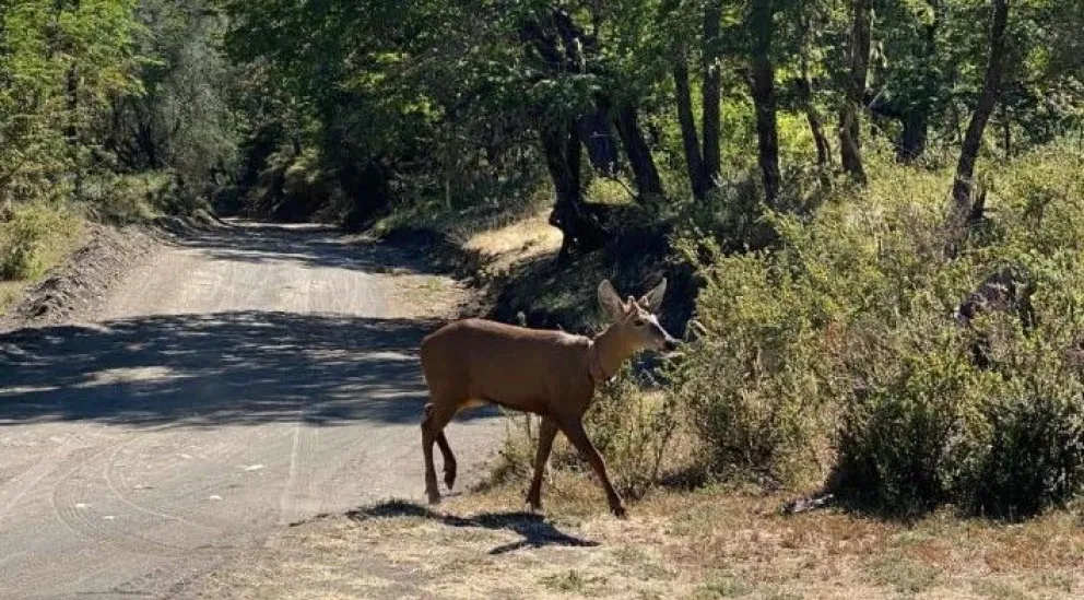 Avistamiento histórico: registraron a un huemul en el Parque Nacional Lanín por primera vez en 30 años