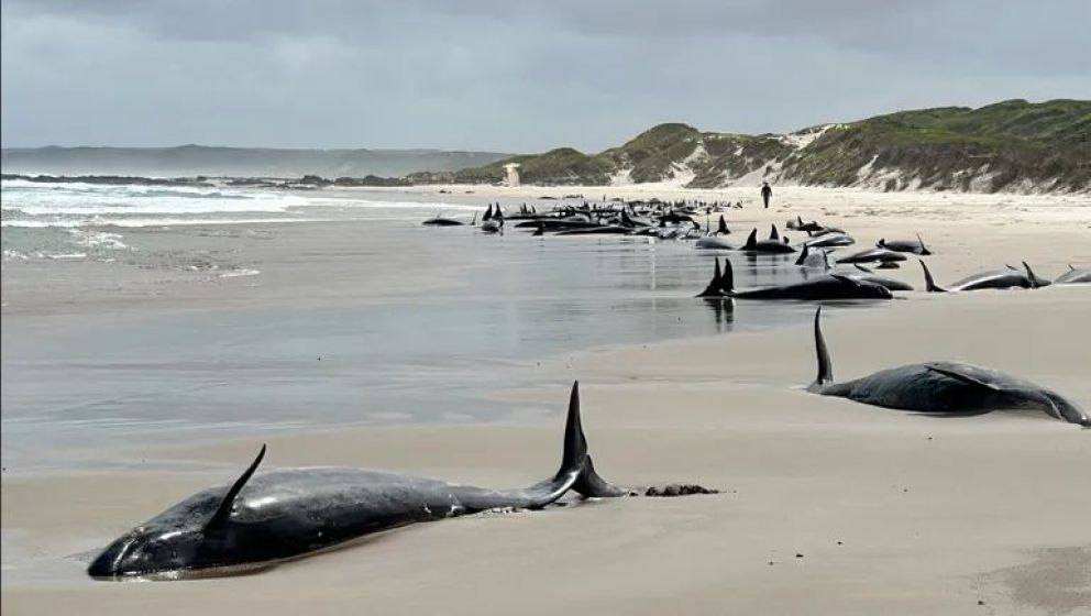 Más de 150 ballenas varadas en una remota playa de Australia:  tras intento fallido de rescate, eutanasiarán a 90
