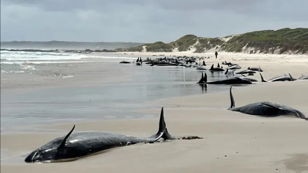 Más de 150 ballenas varadas en una remota playa de Australia:  tras intento fallido de rescate, eutanasiarán a 90