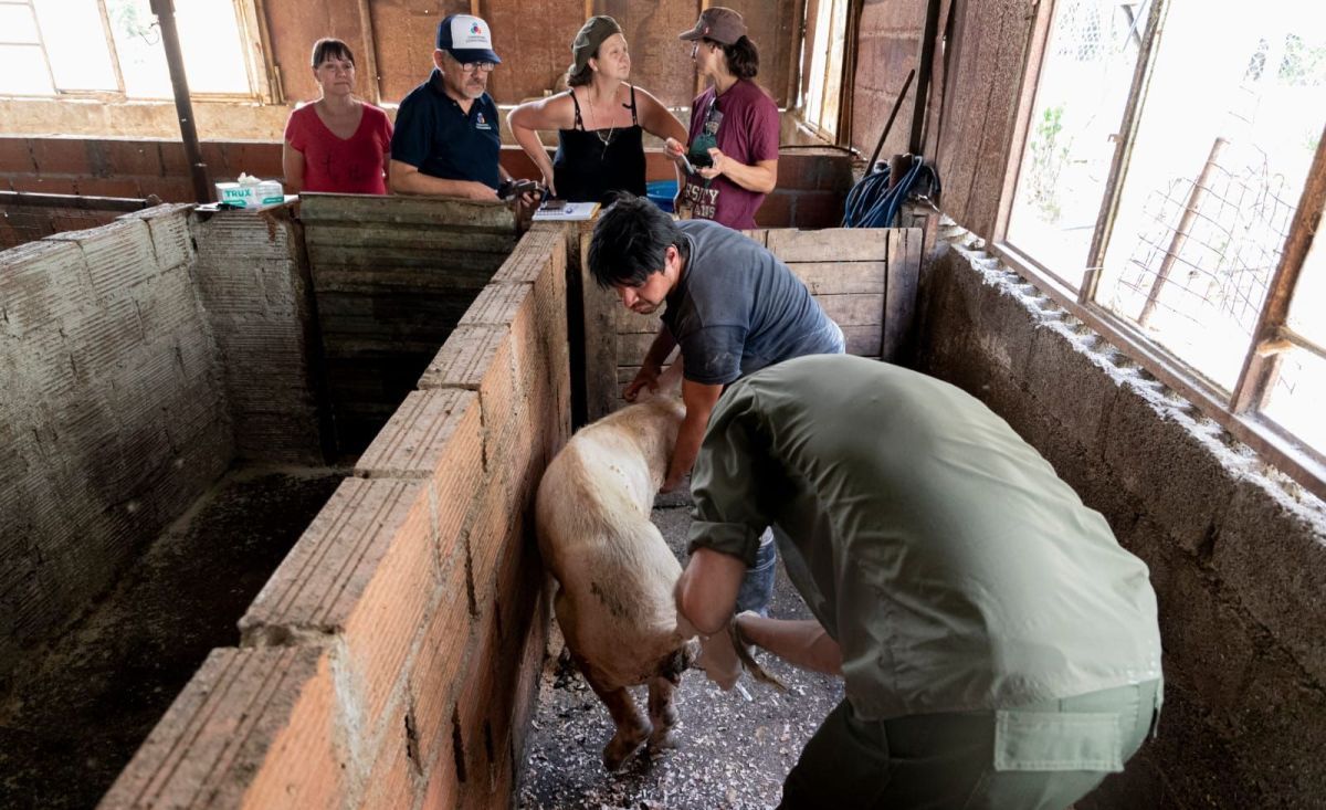Trabajan en el mejoramiento genético porcino en Comodoro
