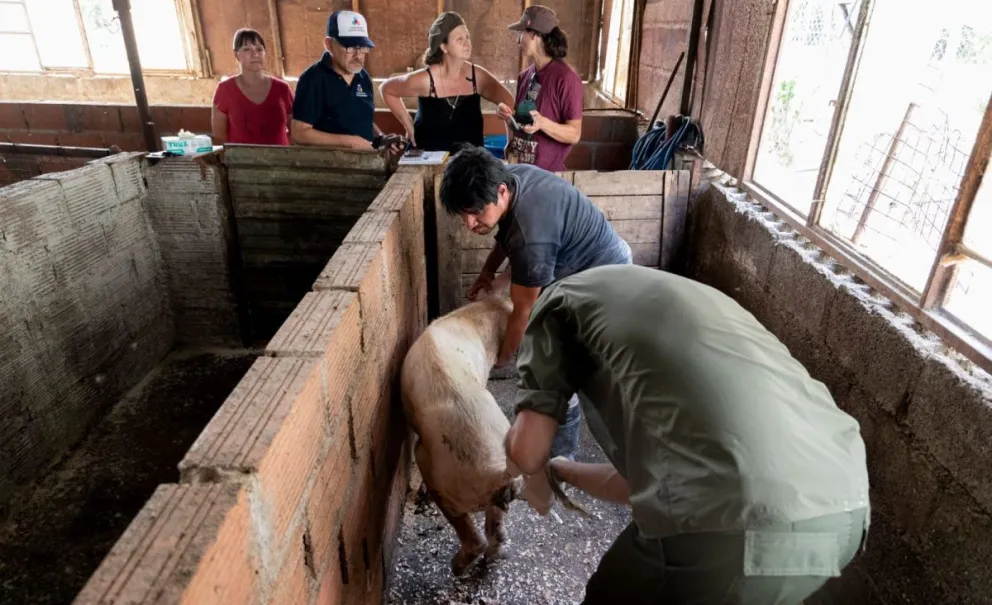 Trabajan en el mejoramiento genético porcino en Comodoro