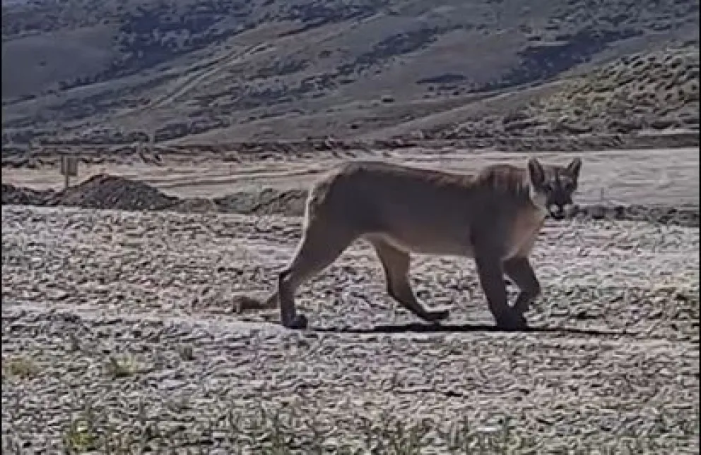 Filmaron a un impresionante puma en Santa Cruz