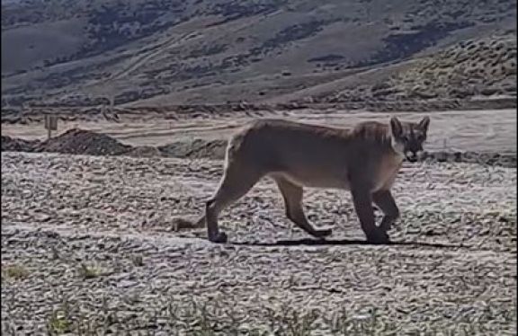 Filmaron a un impresionante puma en Santa Cruz