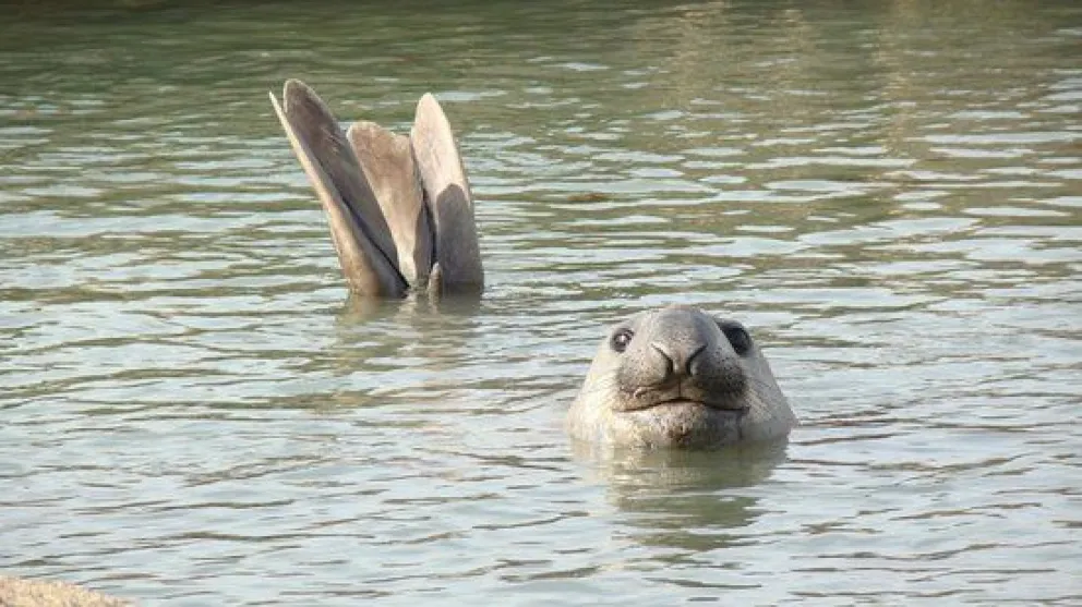 Chubut: captaron a un grupo de elefantes marinos en plena temporada de muda