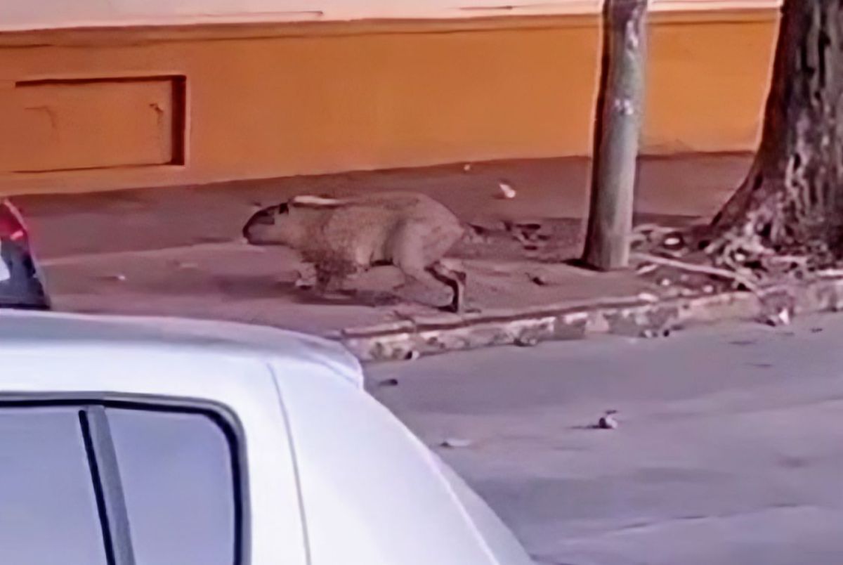 Apareció un carpincho caminando por las calles de Tigre