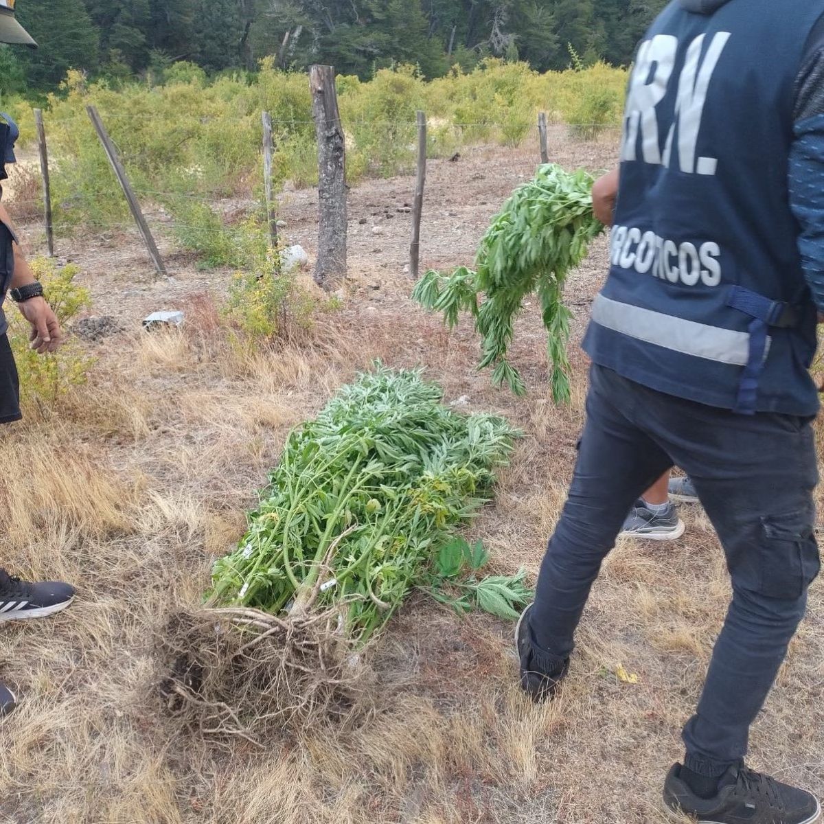 Buscaban un caballo robado y descubrieron una plantación de marihuana de gran escala