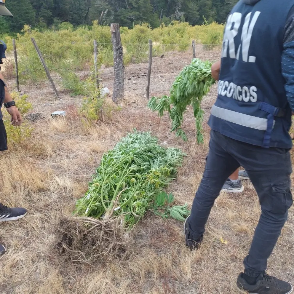 Buscaban un caballo robado y descubrieron una plantación de marihuana de gran escala