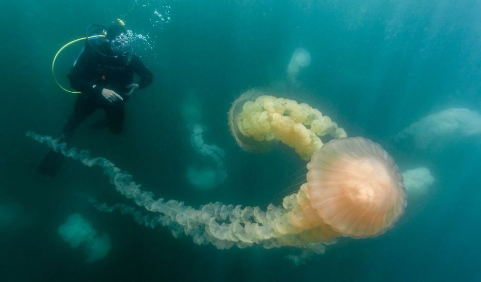 Puerto Madryn será sede de las XII Jornadas Nacionales de Ciencias del Mar- XX Coloquio de Oceanografía