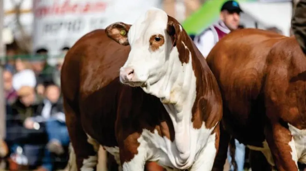 El Gobierno habilitó la exportación de ganado vacuno en pie y eliminó restricciones al sector
