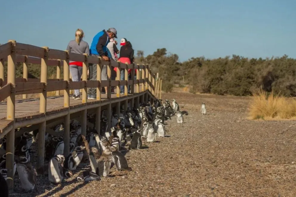La Legislatura aprobó la ampliación del área protegida de Punta Tombo