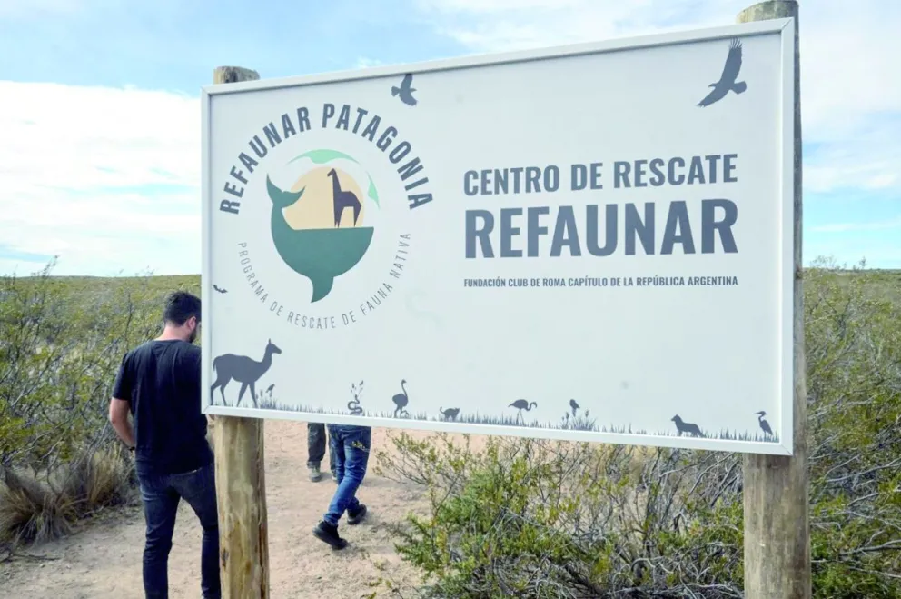Madryn: el Municipio apoya la actividad del Centro de Rescate Refaunar, el primer y único espacio de rehabilitación de fauna silvestre de la Patagonia