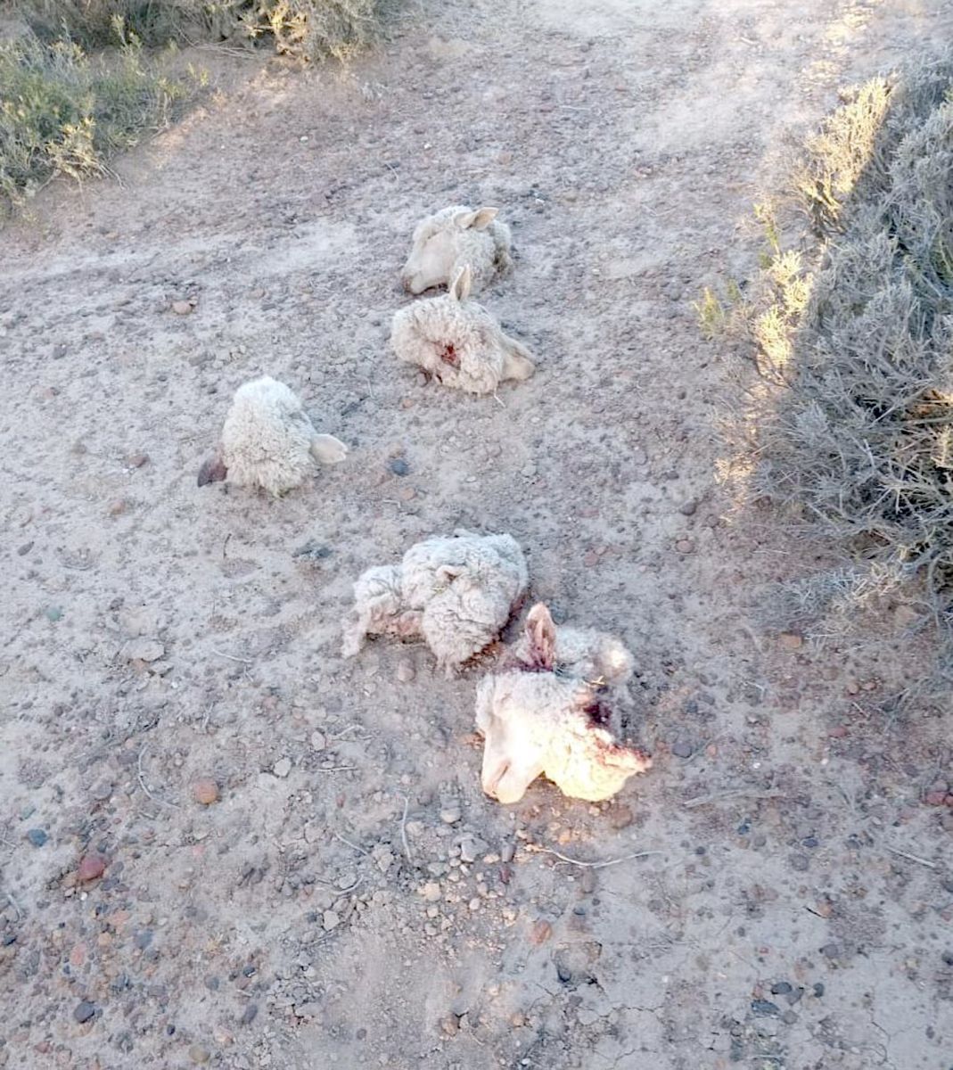 Productores ganaderos denuncian robo indiscriminado de ganado en campos de Chubut