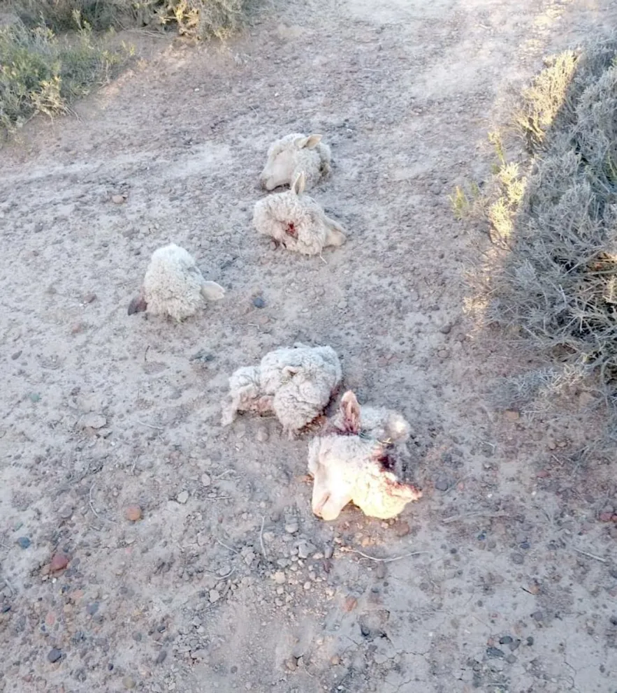 Productores ganaderos denuncian robo indiscriminado de ganado en campos de Chubut