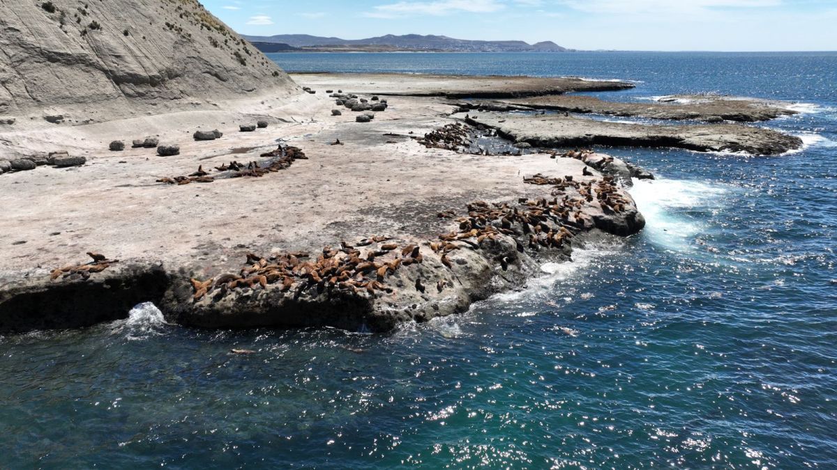 Nuevo récord de crías de lobos marinos nacidas en el Área Natural Protegida Punta Marqués