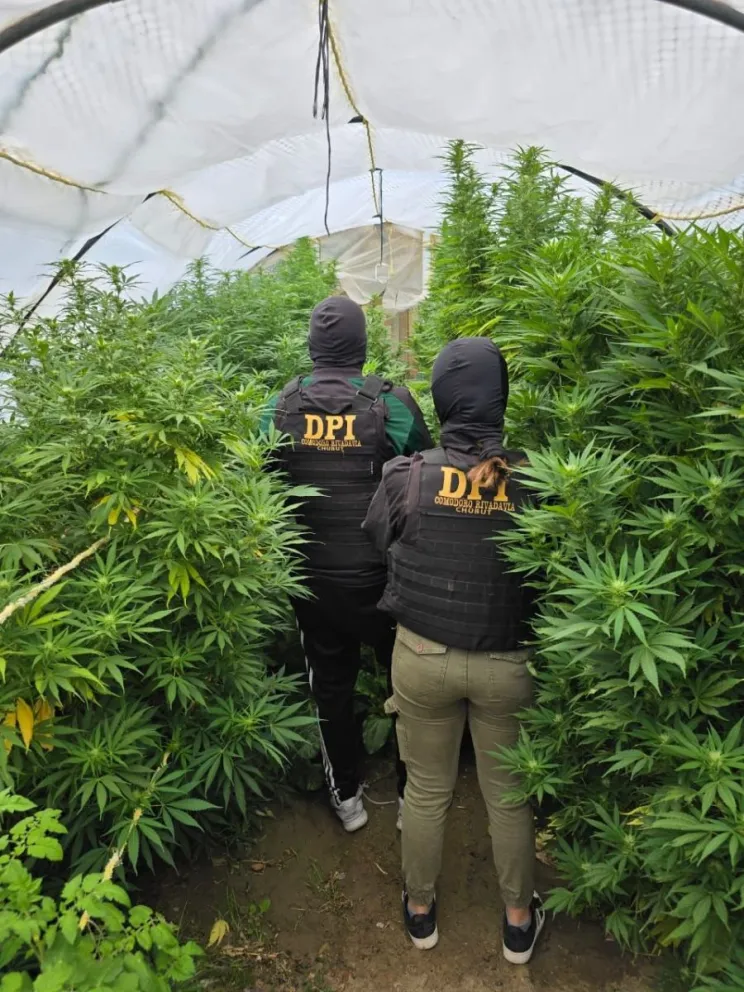 Comodoro: secuestran armas y plantas de marihuana en un allanamiento en Km 17