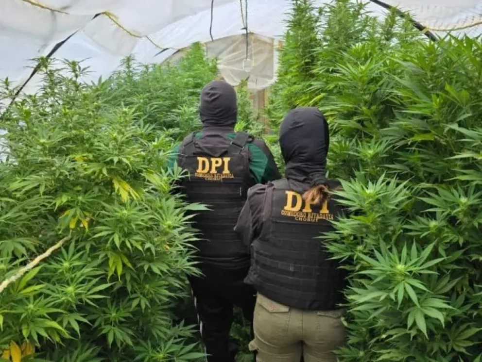 Persecución y dos detenidos: secuestraron armas y plantas de marihuana en allanamiento