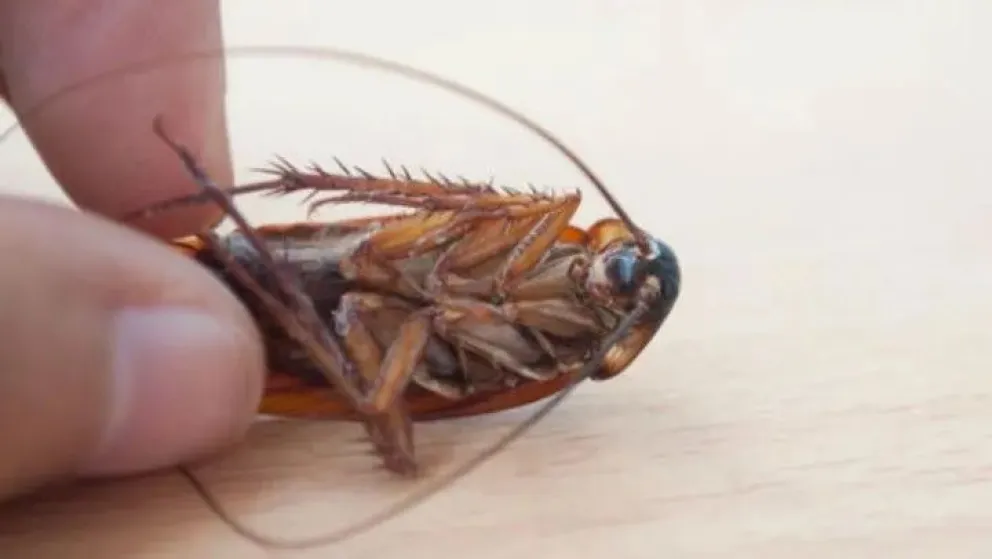 Insólito: preso fingió tener una cucaracha en el oído para fugarse y fue detenido 