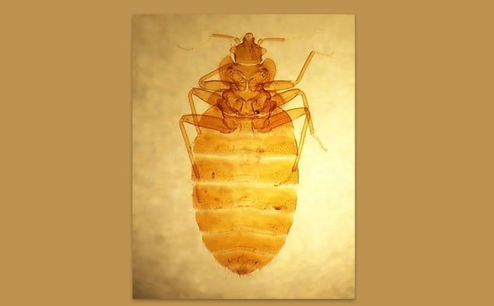 Testean una droga usada contra enfermedades genéticas humanas para combatir insectos que se alimentan de sangre