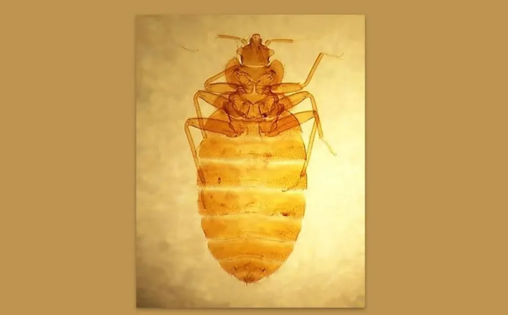 Testean una droga usada contra enfermedades genéticas humanas para combatir insectos que se alimentan de sangre