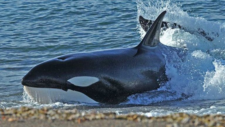 Turistas de todo el mundo llegan a Península Valdés para el inicio de la temporada de orcas