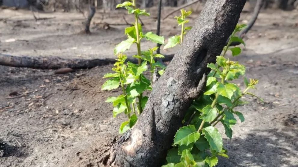 El Bolsón: detectan rebrotes de flora tras el incendio y recolectan semillas para reforestar la zona