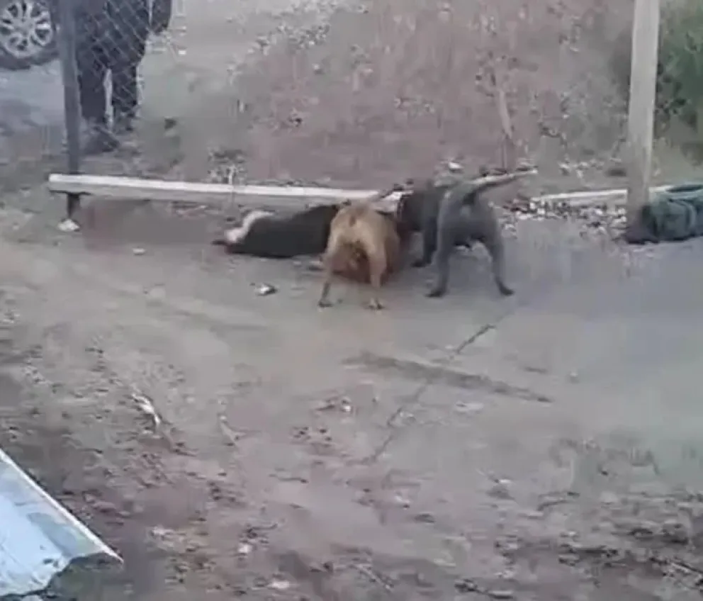 Terror por dos pitbulls sueltos que atacaron y mataron a otro perro: “Los usan para cruzarse y vender las crías”