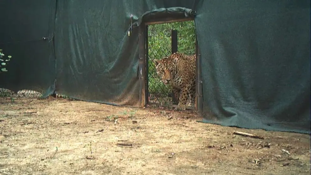 Histórico hito en Argentina: liberan a Miní, el primer yaguareté salvaje translocado para la conservación
