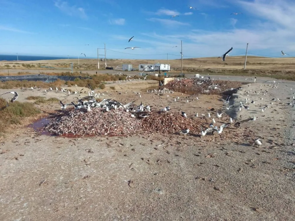 Piden declarar la emergencia ambiental en Puerto Deseado por la montaña de residuos de langostino que dejó al descubierto la empresa Landfarming